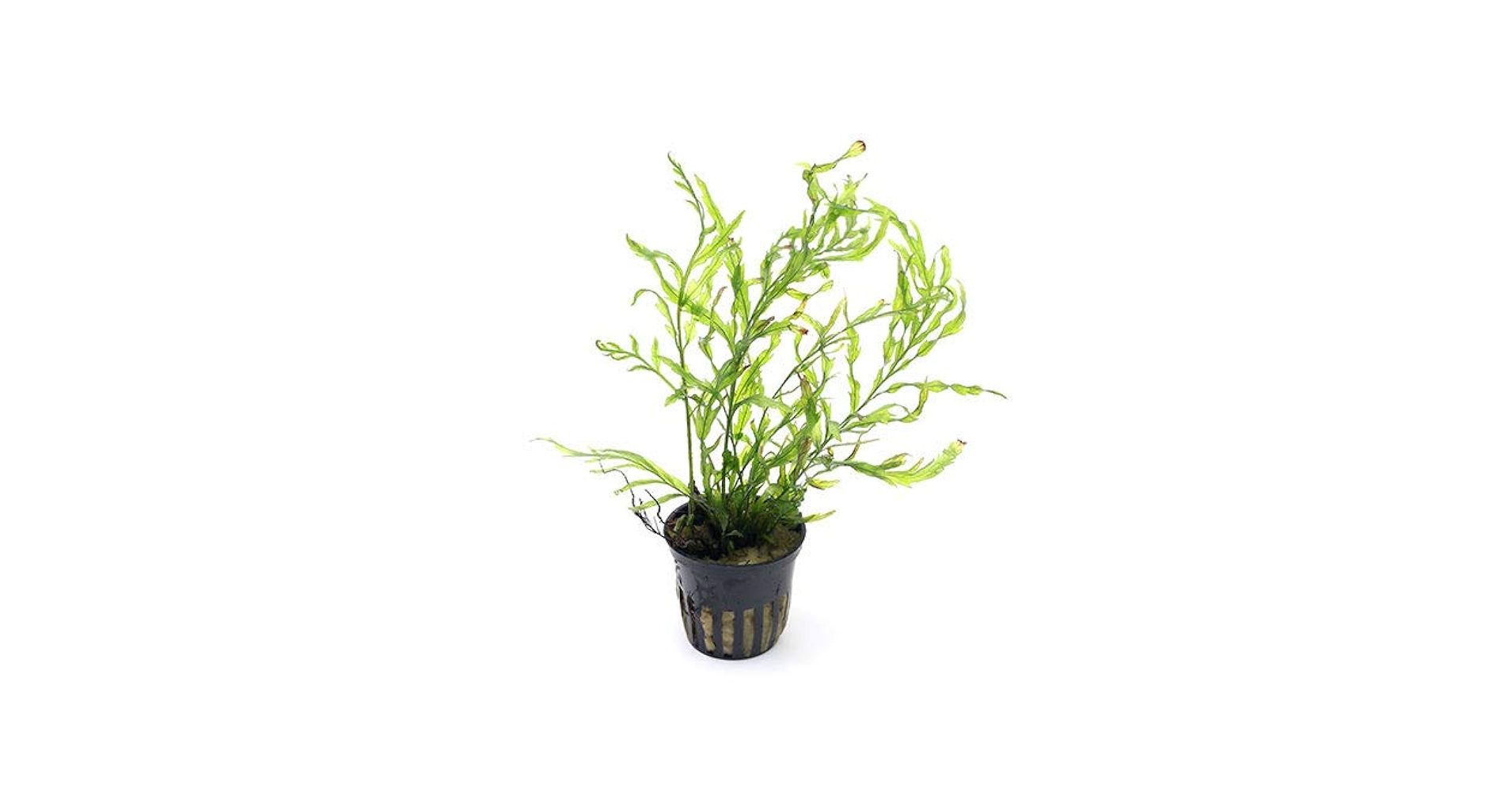 水草 ボルビティス Amazon | 【Tropica・水草】ボルビティス・ヒュデロッティ ※無