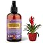BROMELIAD Plants