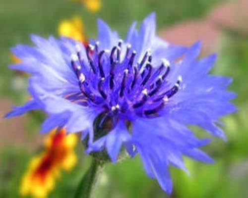 Centaurea Bachelors Button Blue Boy Nice Garden Flower by Seed Kingdom Bulk 5 Lb Seeds