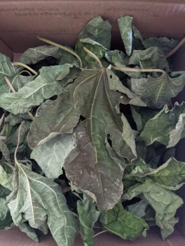 Miniatura 3 de 90 gramos (3 oz) Hojas secas de higo molido (triturado) Ficus Carica Herb Tea o Cocinar recién recogido y secado naturalmente por Tang Store en