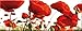 Produktbild artissimo, Glasbild, 80x30cm, AG1966A, Red Poppy, rote Mohn-Blumen, Bild aus Glas, Moderne Wanddekoration aus Glas, Wandbild Wohnzimmer modern