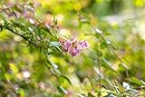 Abelia 'Edward Goucher' 20-30 cm, Zierstrauch, rosa-lila Blüten, Blütezeit Juni-September, ideal für Rabatten, bienenfreundlich, pflegeleicht