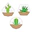 Positively Plants Terrariums