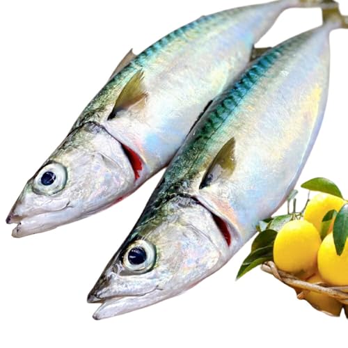 鯖 刺身 平戸なつ香 サバ 約500g 2尾 [(株)坂野水産 長崎県 平戸市 hr42bgy420201]
