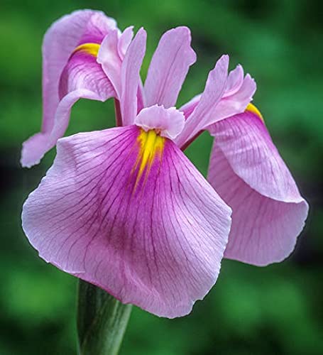 Carbeth Plants Pond Plants for Small Ponds - 1 X 9cm Pot Iris Rose Queen - Japanese Iris - Live Marginal Ponds Plant - Low Maintenance Perennial Outdoor Pond Plant