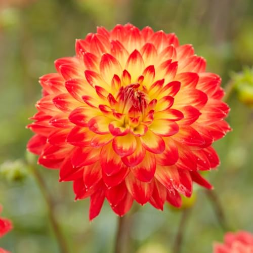 Votaniki Dahlia Decorative Procyon Tubers – Stunning Large Summer Blooms,