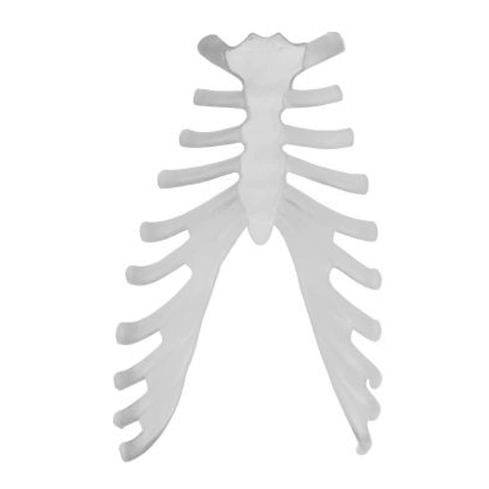 Walter Products B10220 Disarticulated Skeleton Model, Full Size