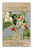 Gaea's Blessing Seeds - Ashwagandha Seeds - Heirloom Non-GMO Seeds with Easy to Follow Planting Instructions