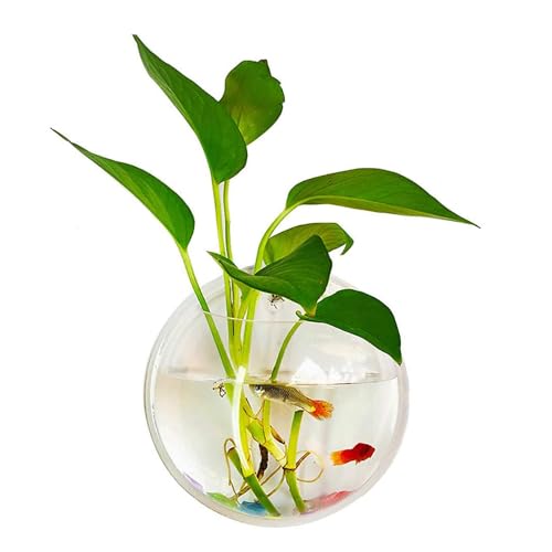 Image of MATS Acrylic Wall Mounted Aquarium Bowl for Betta Fish & Plants - Modern Hanging Fish Bowl Wall Planter for Home Decoration (19.5 x 19.5 x 8 cm)