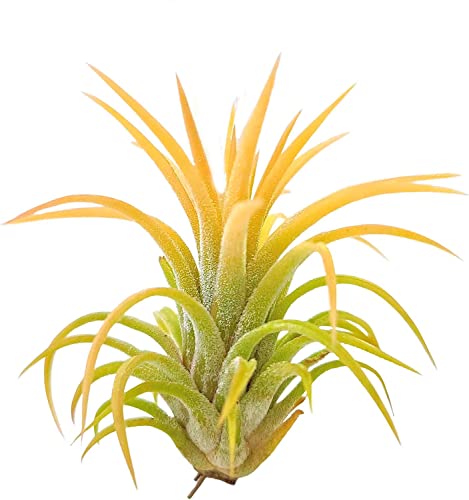 Ionantha Guatemala Tillandsia Air Plant, Guatemala Tillandsia Live Airplant, Healthy Arrival Guaranteed, Great Indoor Plant (Yellow) #TOP1