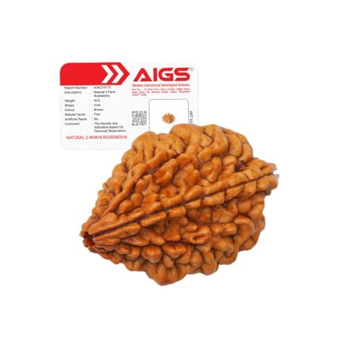 2 Mukhi Rudraksha – Symbol of Harmony & Relationship Balance | Or...