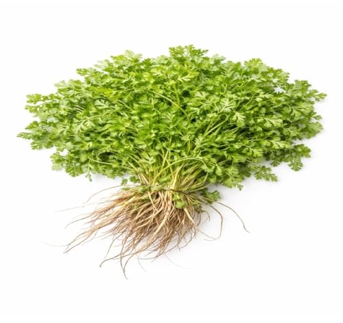 Image of Fresh Coriander Leaves (Local /Nati /Desi) 100g