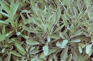 50 Semi di Salvia HR195 (Salvia officinalis):Grani