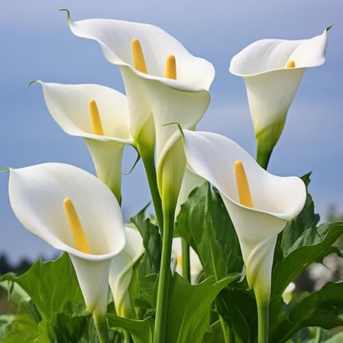bulbi di calla - Zantedeschia aethiopica - perenni resistenti appartamento esotiche balcone rare giardino 8pcs