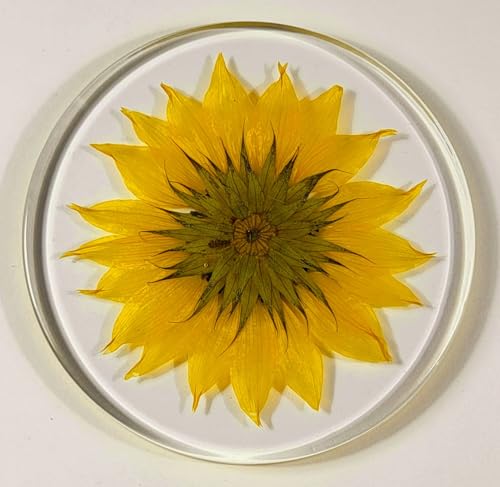 Real Girasol Dorado en Resina Clara de Lucita 3.9" miniatura 3