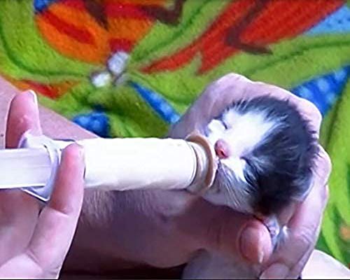 betevie Mini-Nippel mit Spritzen für Welpen, Kätzchen, Eichhörnchen und andere neugeborene Haustiere, 6 Stück