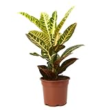 Verdecora Croton Petra | Planta natural de interior | Hojas de colores | Purificadora del aire | Facil de cuidar (Maceta 3L)