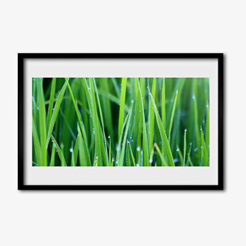 Affiche encadrée 60x40 cm pour salon et chambre paysage plante verte gouttes d'herbe