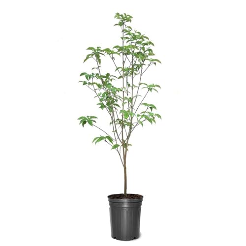 Pink Dogwood Pink Flowering Deciduous Lustrous Green Foliage 1 gal Nursery Pot (Due to Agricultural Laws we Cannot Ship to CA AZ AK or HI)