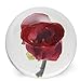Dynasty Gallery FloraCulture Paperweight RED Rose