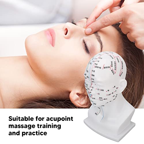 Nutriess PVC Acupuncture Point Head Model with Meridians for Teaching and Massage Treatment 11.8 Inch