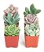 Shop Succulents | Radiant Rosette Collection of Live Succulent Plants, Hand Selected Variety Pack of Mini Succulents | Collection of 12