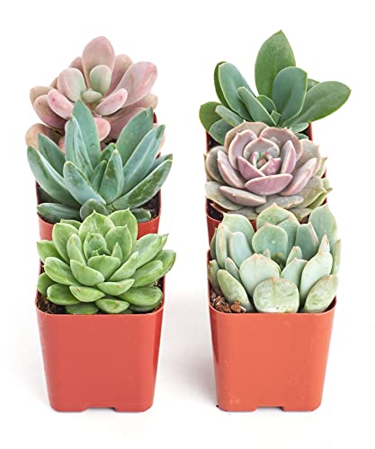 Shop Succulents Radiant Rosette 6-Pack
