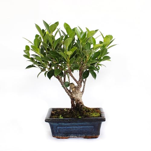🌿 KENTIS - Scopri l'eleganza della natura con Kentis! Leader nel settore della vendita online di piante, fiori e accessori per la tua casa e giardino. Dai un tocco di bellezza ai tuoi spazi con le nostre piante fresche e i nostri incantevoli fiori. La qualità è al centro di ciò che facciamo, i nostri prodotti sono curati con passione da maestri del settore. Trasforma la tua casa o il tuo ambiente lavorativo in un'oasi naturale con Kentis, la scelta perfetta per gli amanti del verde.