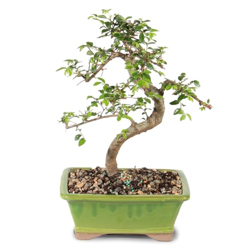 Brussel's Bonsai - Medium Chinese Elm Live Bonsai Tree, Potted Outdoor Plant