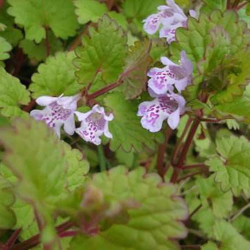 Hiedra terrestre mariposas jardineros: semillas semillas orgánicas, obsequio fiestas ornamentales lugares soleados cama 300semillas
