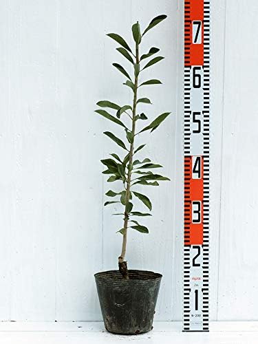 Amazon ヤマモモ 白実 山桃 ヤマモモの苗 ヤマモモの木 1年生 接ぎ木苗 ポット植え 果樹苗木 植木