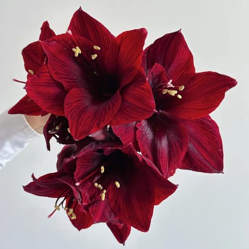 bulbi Amaryllis - Hippeastrum rutilum decorazione di giardino resistenti perenni resistenti di primavera silvestre 1pcs