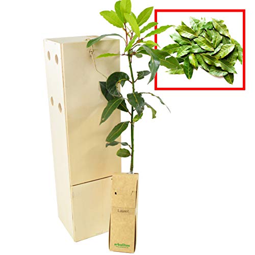 Laurier d’Extérieur | Arbuste Aromatique | Feuillage Persistant Idéal pour Cuisiner | Jeune Pousse Reçue dans une Caisse en Bois Réutilisable | 1 Unité