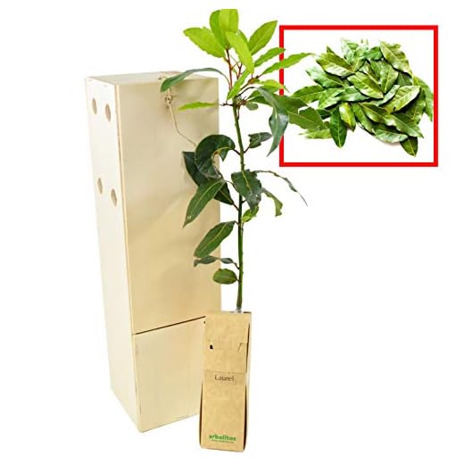 Laurier d’Extérieur | Arbuste Aromatique | Feuillage Persistant Idéal pour Cuisiner | Jeune Pousse Reçue dans une Caisse en Bois Réutilisable | 1 Unité