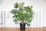 50 Weeping FIG Ficus Benjamina Benjamin Indian Rubber Tree Houseplant Seeds