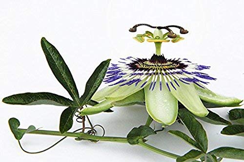 Passion Flower - Passiflora incarnata Loose Cut/Sifted by Nature Tea (4 oz)