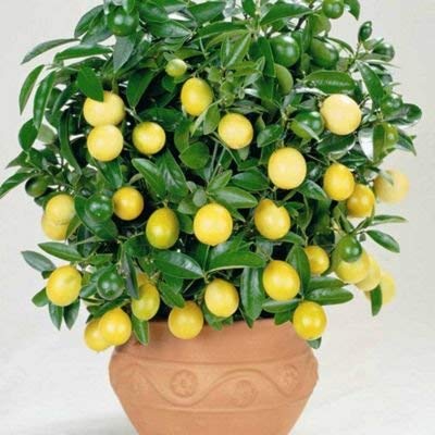 See full amazon price history chart for Creative Farmer Live Plant Lemon Indoor Fruit-Plant Exotic Garden Plant(1 Healthy Live Plant) Creative Farmer Live Plant Lemon Indoor Fruit-Plant Exotic Garden Plant(1 Healthy Live Plant) (B07SQCZVB3) Amazon Price History, Amazon Price Tracker