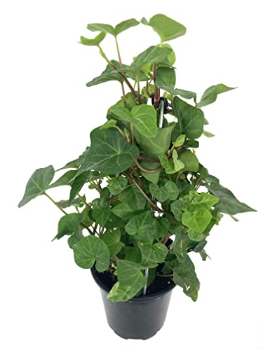 English Ivy Tree - Live Plant in a 4 Inch Pot - Hedera Helix - Florist Quality - Stylish Air Purifying Topiary Houseplant Vine