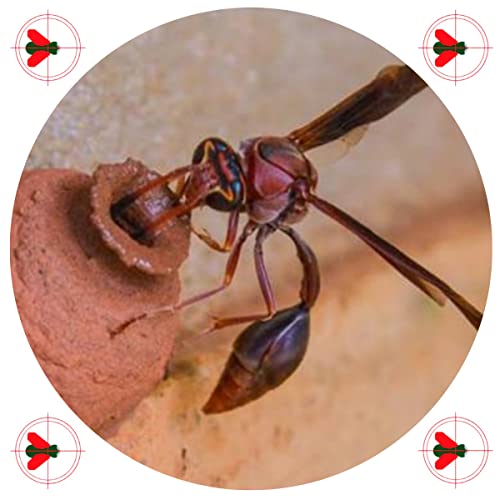 Alcance 400 ml - Inseticida