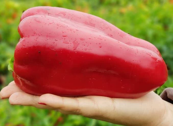 Seeds Sweet Bell Pepper Red Giant Non GMO Heirloom