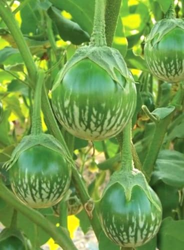 30PCS Green Round Thai Eggplant Seeds Salad Vegetable Seeds Heirloom Garden