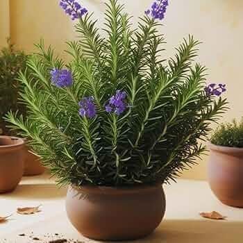 LIVE ROSEMARY PLANT MEDICINAL AND HERBAL USES FOR HAIR GROWTH SALVIA ROSMARINUS ROSEMARY FOOD AND SALAD PLANT FOR HOME GARDEN & KITCHEWN WITH POT-picture-45