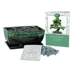 Groei je eigen Bonsai Boom Kit Gift Set (Stone Pine)