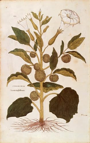 Affiche Décorative Jimson Weed Leonhard Fuchs pour une déco murale originale