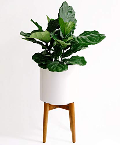 Large Mid Century Modern Glossy White Planter Pot with Wooden Stand. Perfect