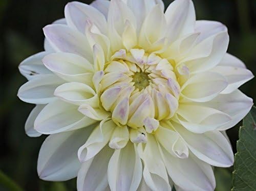 Decorative Dahlia 'Witten' WPC Prins Flowering Bulbs & Tubers