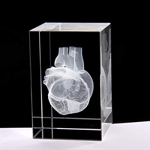 3D Human Heart Anatomical Model Paperweight(Laser Etched) In Crystal Glass Cube Science Gift (No Included Led Base)(3.1X2X2 Inch) #TOP1