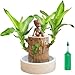 Brazilian Wood Lucky Wood Brazilian Wood Plant, Sprouting Lucky Brazilian Wood Hydroponic Plant Mit Statuen, Wood Stump, Indoor Live (mit Nährstofflösung, Leicht Zu Keimen) PRO Wood günstig Kaufen-Brazilian Wood Lucky Wood Brazilian Wood Plant, Sprouting Lucky Brazilian Wood Hydroponic Plant Mit Statuen, Wood Stump, Indoor Live (mit Nährstofflösung, Leicht Zu Keimen)