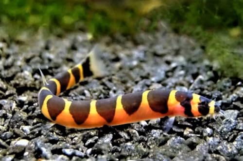 kuhli Loach Pack of 6 Live Aquarium Fish. (Pangio kuhlii) Active, Colorful, and Ideal for Community...
