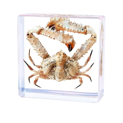 Taxidermy Crab,Real Crab Taxidermy Animals in Resin,Real Crab Specimen for Science Education,Biology Classroom,Specimen Enthusiasts,Décor,Great Gift,Oddities(2.95 x 2.95 x 0.94 inch,Crab A)